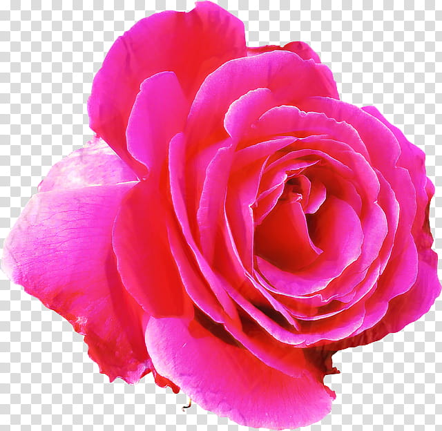 Pink Flower, Rose, Blue Rose, Garden Roses, Rose Family, Petal, Hybrid Tea Rose, Floribunda transparent background PNG clipart