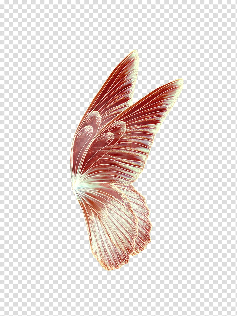 Faerie Wing s, red and white butterfly wings illustration transparent background PNG clipart