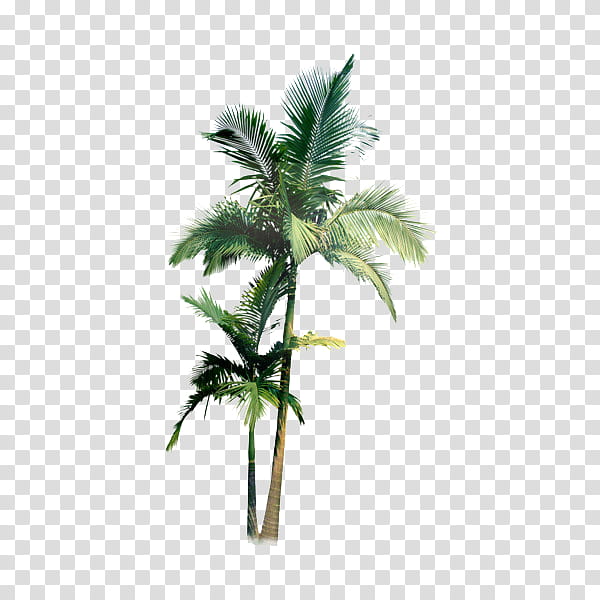 Green aesthetic, two palm trees transparent background PNG clipart