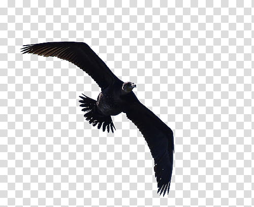 Recursos Halloween, large black bird soaring transparent background PNG clipart