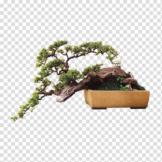 Pine Tree, Chinese Sweet Plum, Bonsai, Flowerpot, Penjing, Sageretia, Houseplant, Sageretia Theezans transparent background PNG clipart