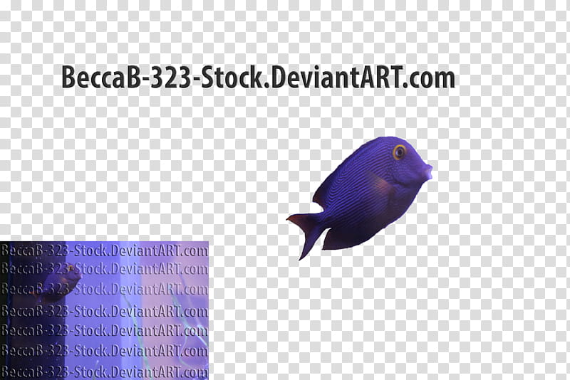 Fish, purple fish transparent background PNG clipart