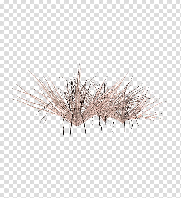 TWD Summer Grass, dried grasses transparent background PNG clipart