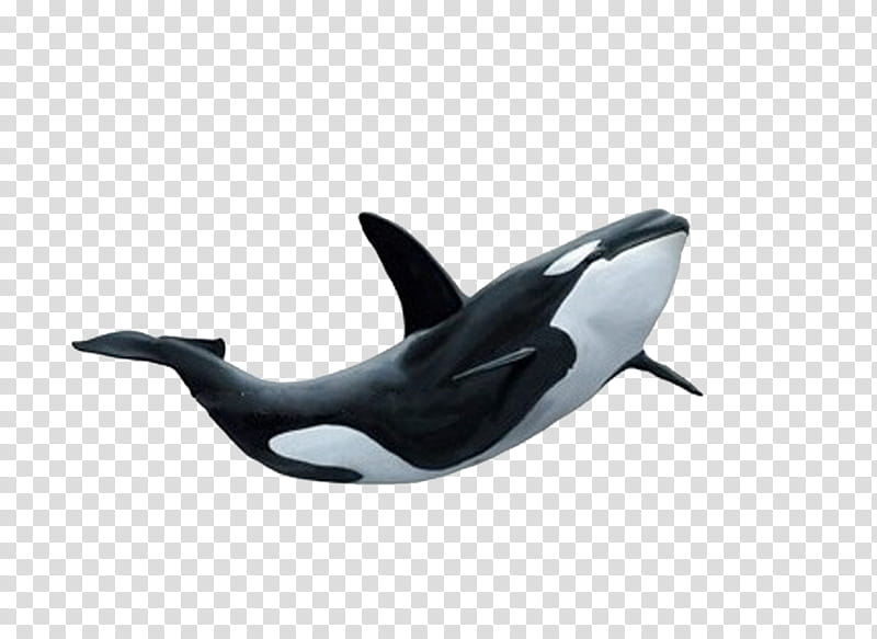 Marine Life , black and white whale transparent background PNG clipart