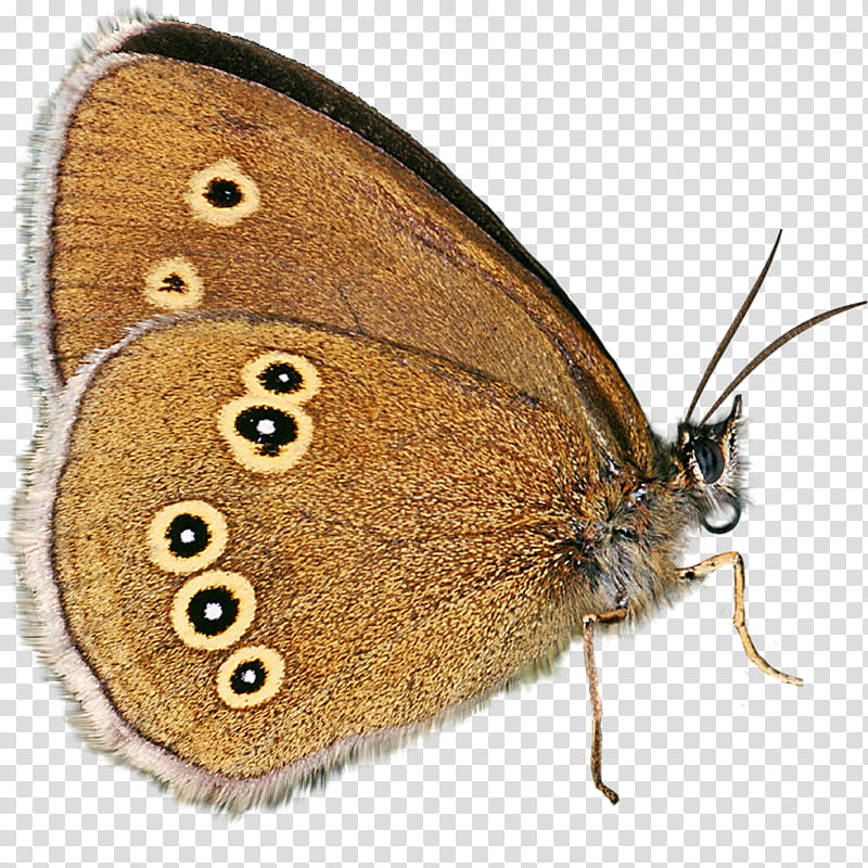Butterflies, brown and black moth transparent background PNG clipart