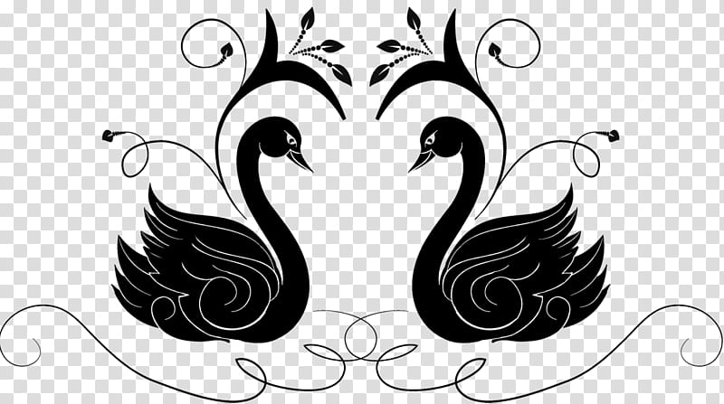 two black swans transparent background png clipart hiclipart two black swans transparent background