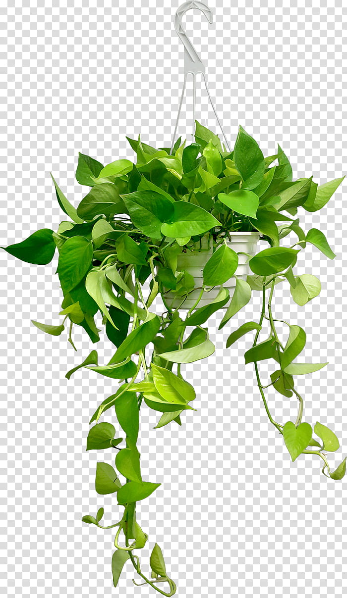 Family Tree, Devils Ivy, Hanging Basket, Plants, Garden, Houseplant, Nearly Natural, Flowerpot transparent background PNG clipart