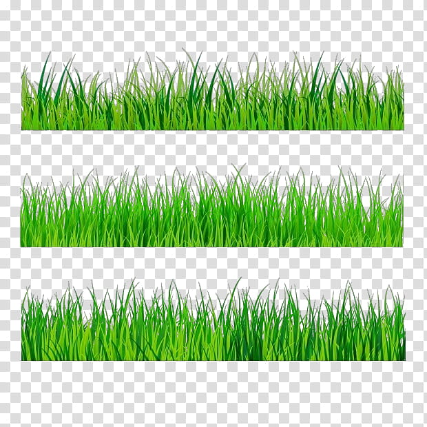 Green Grass, Drawing, Decorative Borders, 3D Computer Graphics, Doodle, Plant, Grass Family, Field transparent background PNG clipart