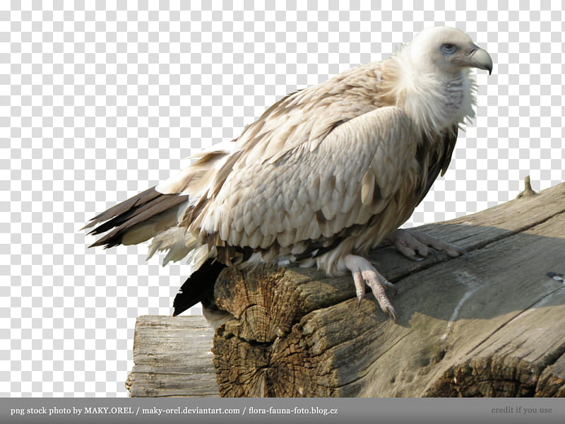 Vulture, white and black volture perching on brown wooden log transparent background PNG clipart