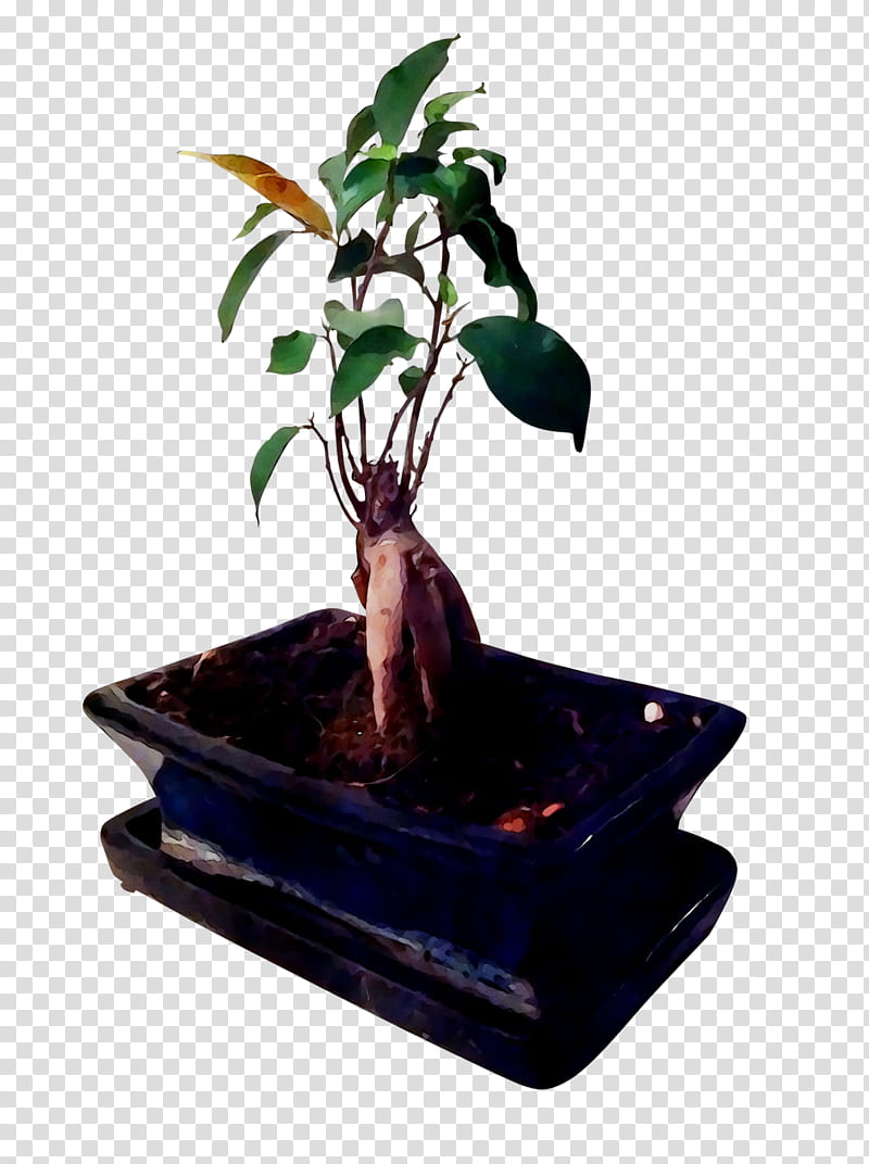 Trees, Chinese Sweet Plum, Ficus Microcarpa, Flowerpot, Bonsai, Ficus Retusa, Houseplant, Plants transparent background PNG clipart
