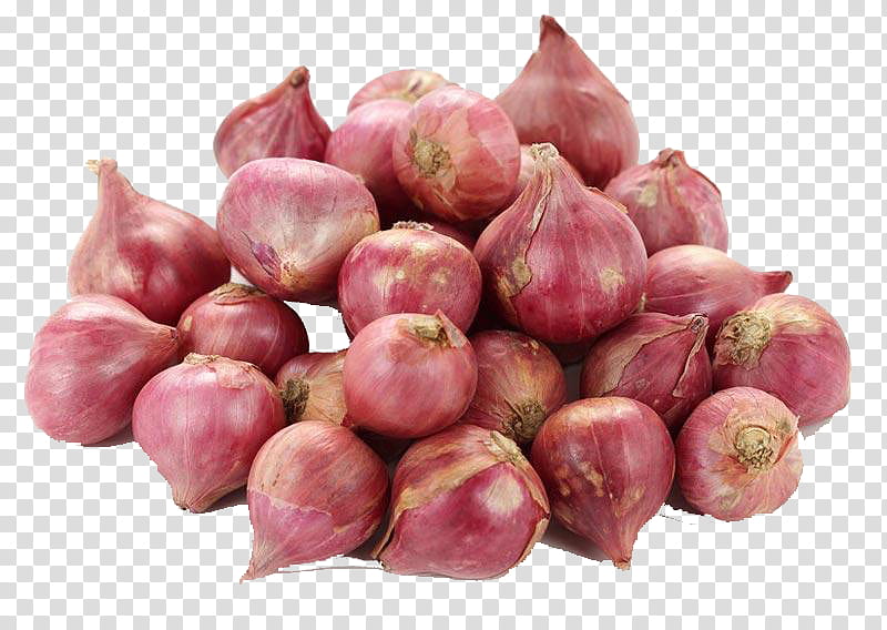 Onions Shallots Garlic And White Onion Single, Color, Eating, White Onion  PNG Transparent Image and Clipart for Free Download