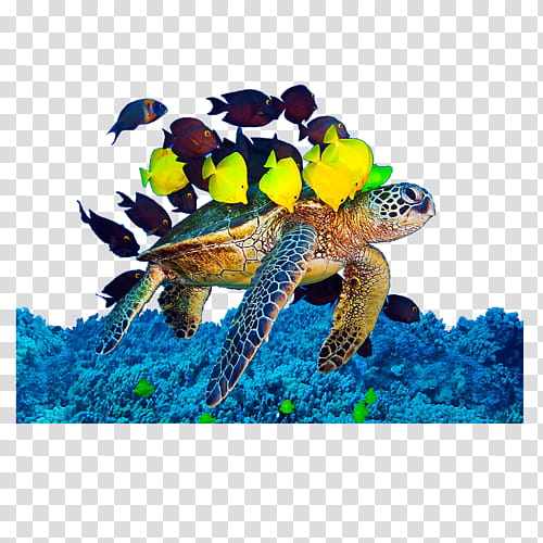 Sea Turtle, Loggerhead Sea Turtle, Algae, Animal, Coral, Seaweed, Underwater, Reptile transparent background PNG clipart