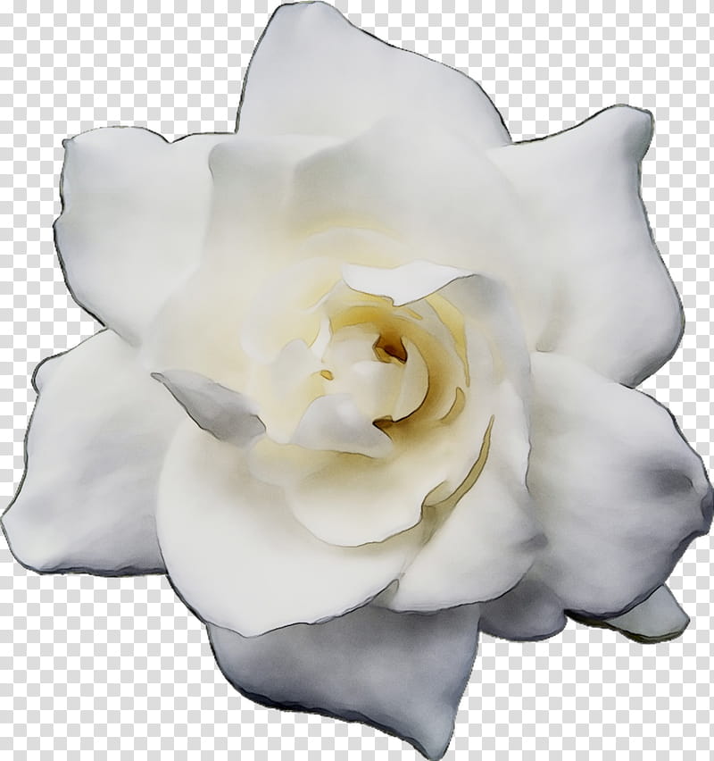 Flowers, Gardenia, Cut Flowers, White, Petal, Plant, Rose Family, Rose Order transparent background PNG clipart