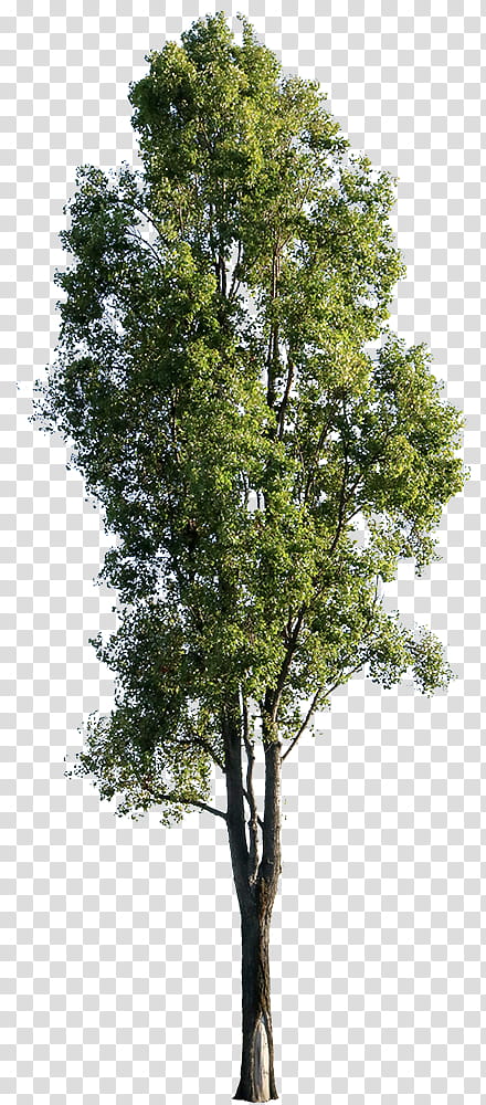 Family Tree, Populus Nigra, Deciduous, Architecture, Landscape Architecture, Cutout Trees, Shade Tree, Cottonwood transparent background PNG clipart