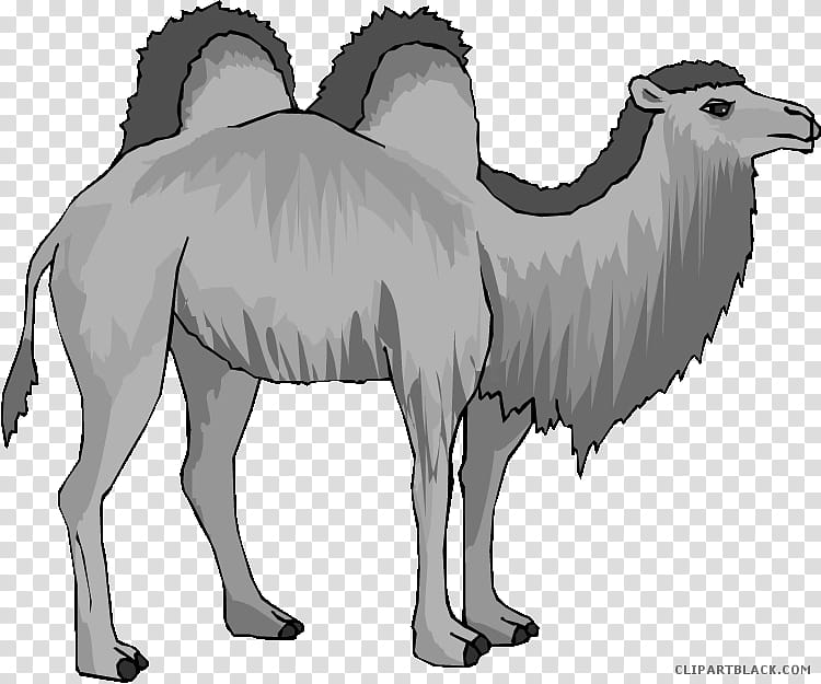 Elephant, Bactrian Camel, Desert, Animal, Lesson, Camel Like Mammal, Arabian Camel, Black And White transparent background PNG clipart