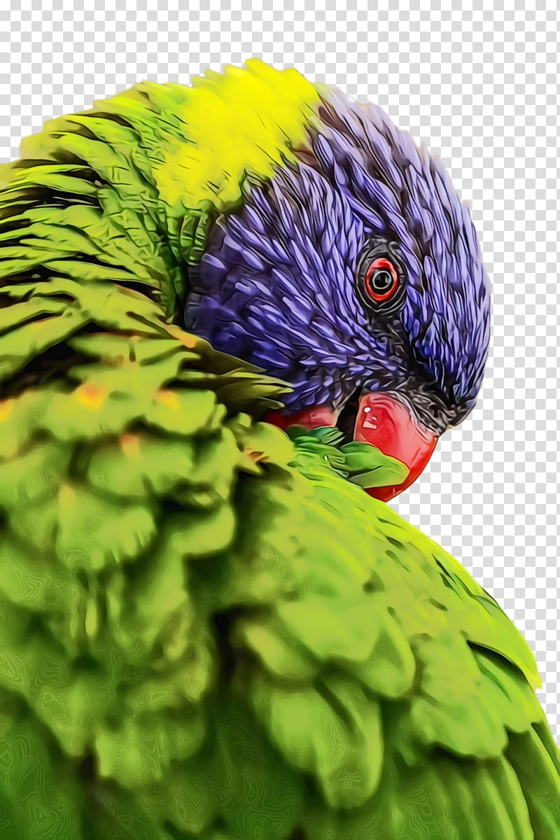 Colorful, Parrot, Bird, Exotic Bird, Tropical Bird, Macaw, Parakeet, Loriini transparent background PNG clipart