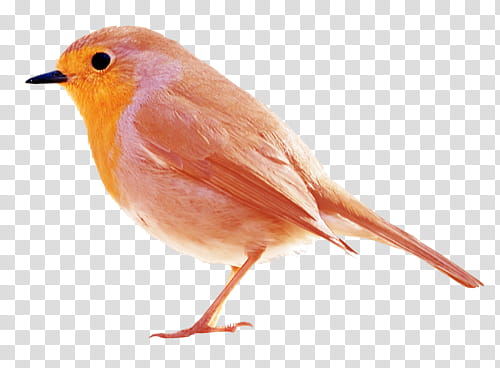 orange bird transparent background PNG clipart