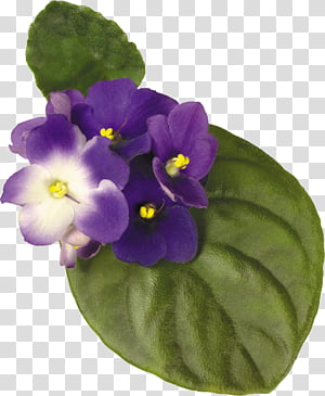 Violets set transparent background PNG clipart thumbnail