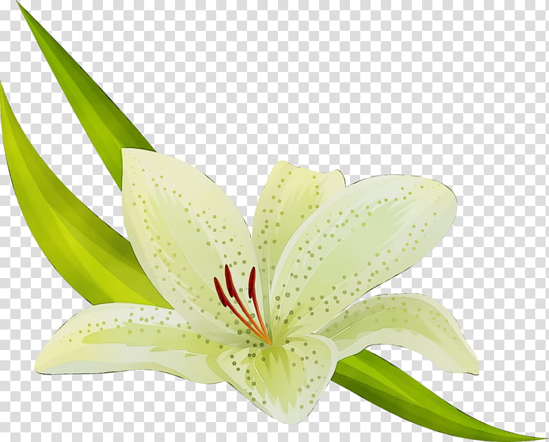 flower plant lily amaryllis belladonna petal, Watercolor, Paint, Wet Ink, Stargazer Lily, Terrestrial Plant, Anthurium transparent background PNG clipart