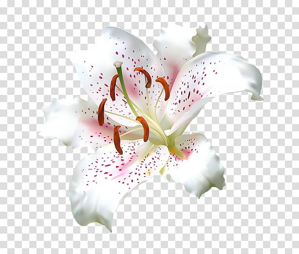 White Lily Flower, Madonna Lily, Drawing, Desktop , Lily stargazer, Computer Icons, Arumlily, transparent background PNG clipart