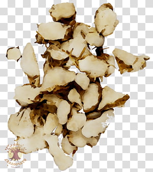 Mushroom, Fomitopsidaceae, Edible Mushroom, Fu Ling, Polyporales, Henofthewood, Plant, Agaricomycetes transparent background PNG clipart thumbnail