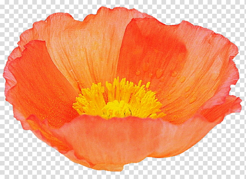 Silky Orange Poppy transparent background PNG clipart