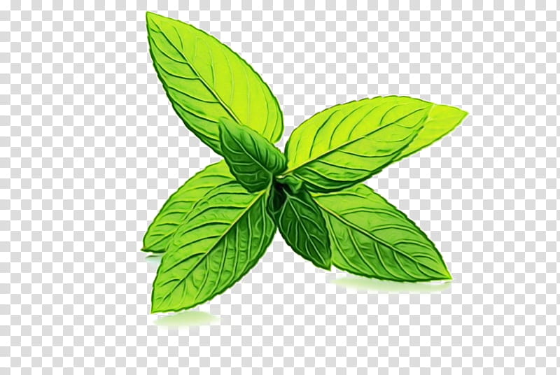 leaf green plant flower herb, Watercolor, Paint, Wet Ink, Basil, Herbal, Mint, Flowering Plant transparent background PNG clipart