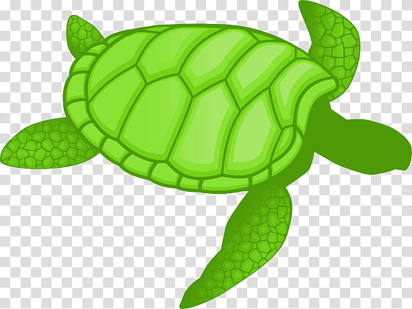 Sea Turtle, Green Sea Turtle, Drawing, Leatherback Sea Turtle, Line Art, Loggerhead Sea Turtle, Tortoise, Pond Turtle transparent background PNG clipart