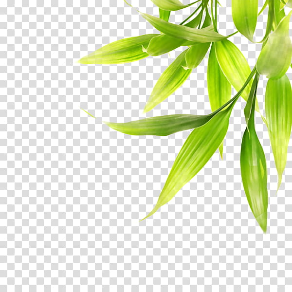 Bamboo Leaf, Poster, Plant, Plant Stem, Grass, Branch, Grass Family transparent background PNG clipart