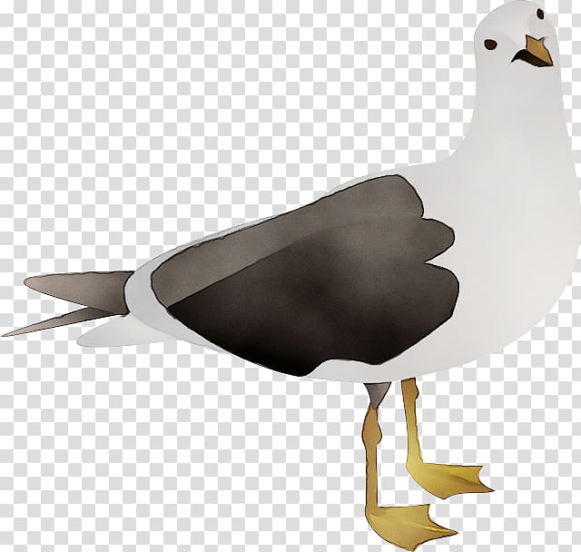 bird beak european herring gull gull seabird, Watercolor, Paint, Wet Ink, Water Bird, Albatross, Hunting Decoy transparent background PNG clipart