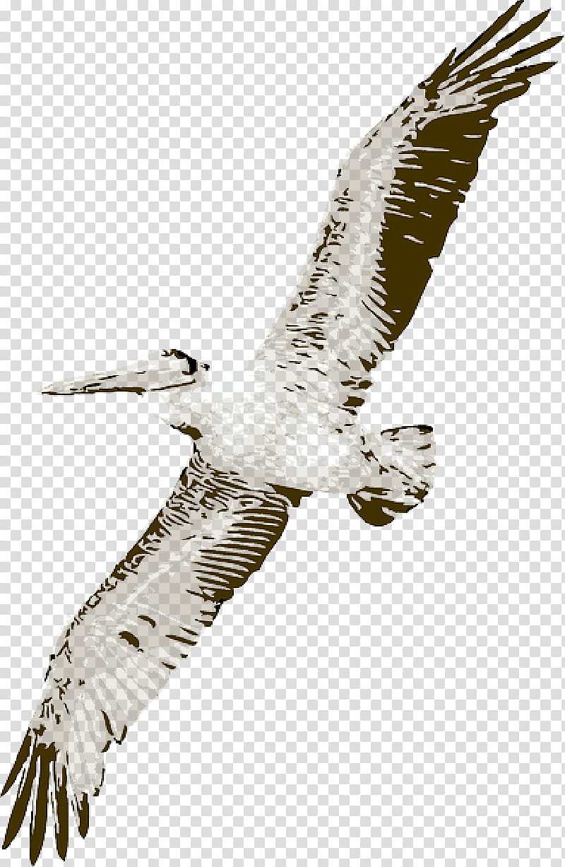 Eagle Drawing, Pelican, Bird, Bird Of Prey, Osprey, Northern Harrier, Peregrine Falcon, Beak transparent background PNG clipart