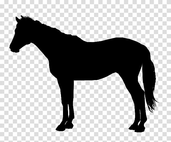 Horse, Arabian Horse, American Quarter Horse, Thoroughbred, Trot, Silhouette, Equestrian, Riding Horse transparent background PNG clipart