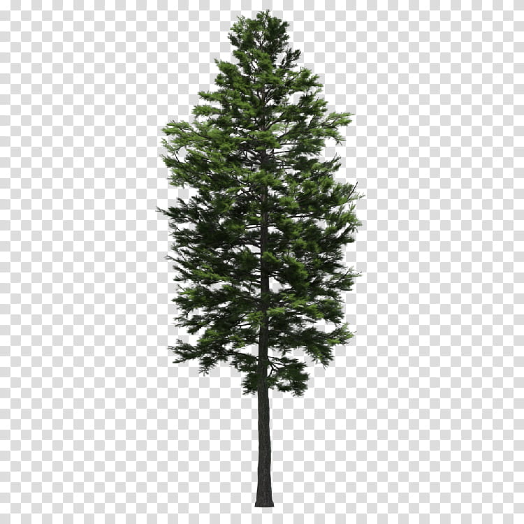 Christmas Tree Branch, Pine, Fir, Nearly Natural Inc, Spruce, Woody Plant, Pine Family, Conifer transparent background PNG clipart