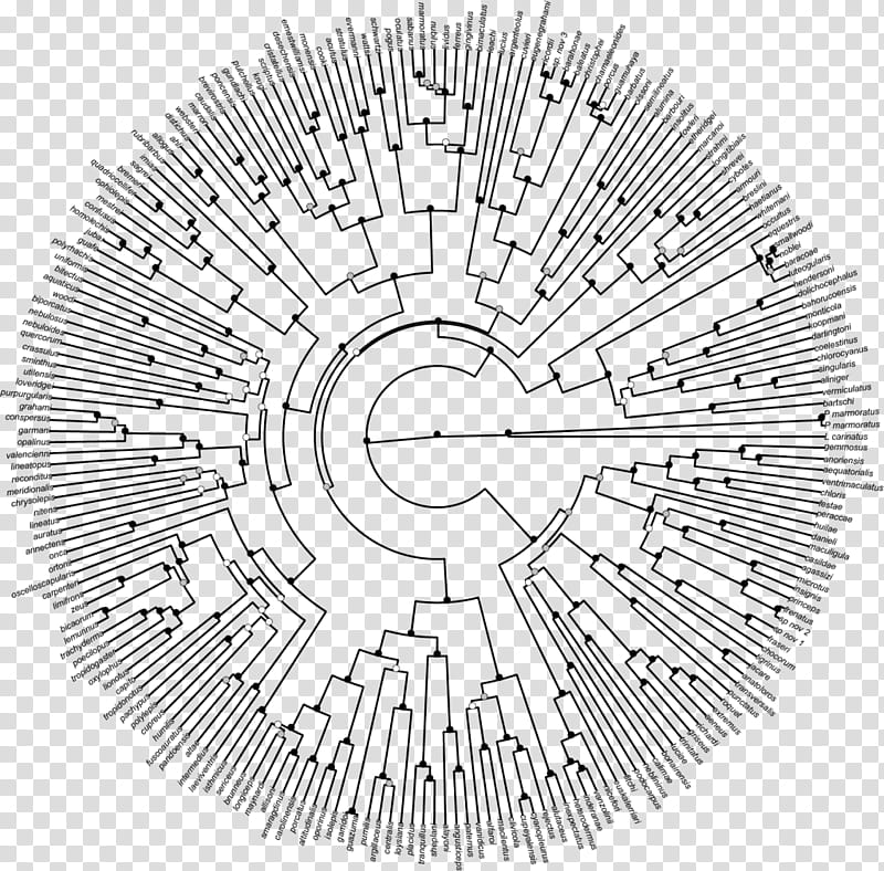 Tree Of Life, Phylogenetic Tree, Phylogenetics, Clade, Diagram, Evolution, Biology, Circle transparent background PNG clipart