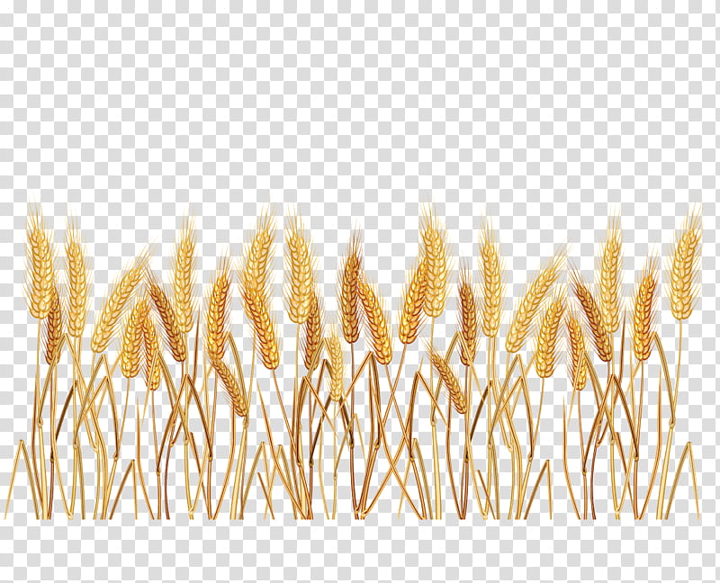 grass family grass font plant transparent background PNG clipart