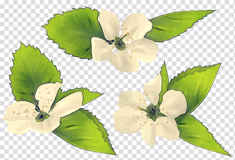 Artificial flower, Leaf, Petal, Plant, Flowering Plant, Mock Orange, Magnolia, Impatiens transparent background PNG clipart