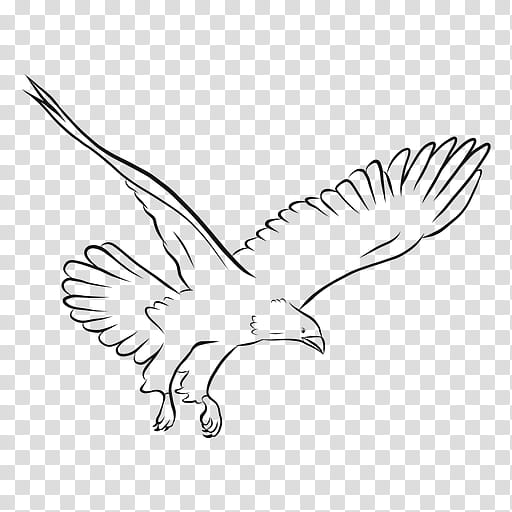 Bird Line Drawing, Chicken, Bald Eagle, White, Beak, Line Art, Head, Feather transparent background PNG clipart