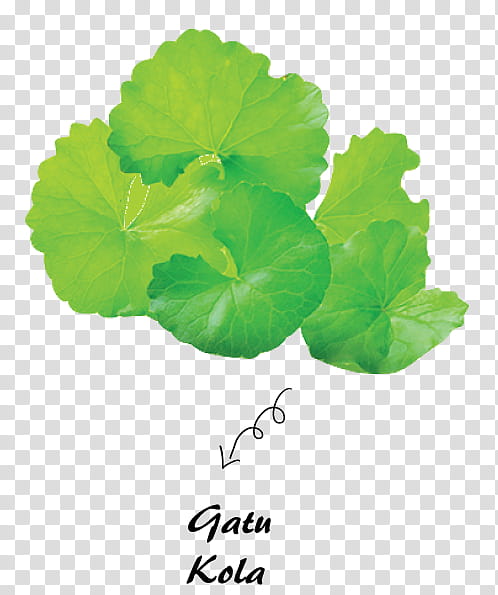 Green Leaf, Centella Asiatica, Herb, Waterhyssop, Madecassoside, Ayurveda, Pennywort, Petal transparent background PNG clipart