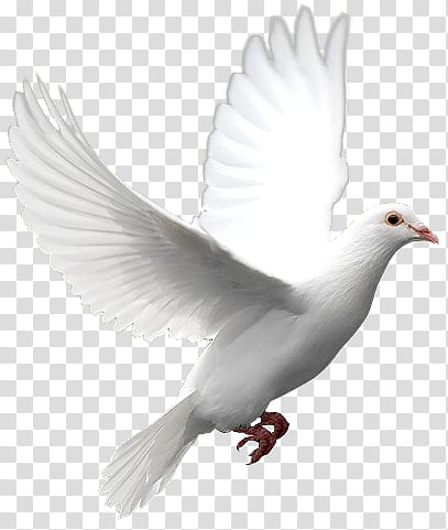 Elements , white dove transparent background PNG clipart