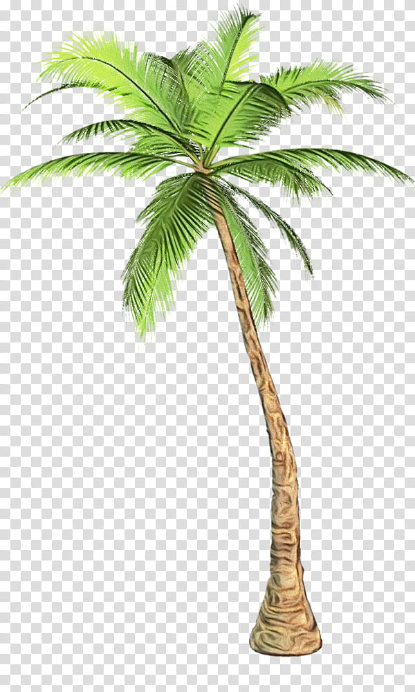Date Tree Leaf, Palm Trees, California Palm, Mexican Fan Palm, Web Design, Arecales, Fan Palms, Plant transparent background PNG clipart