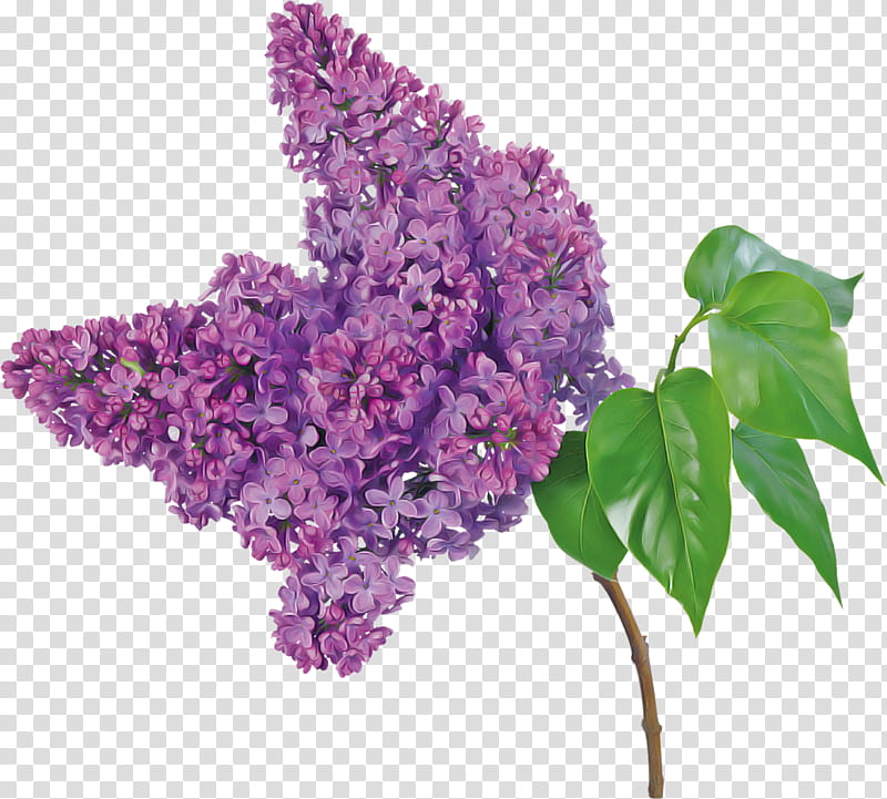 flower lilac purple lilac plant, Violet, Cut Flowers, Buddleia, Flowering Plant transparent background PNG clipart