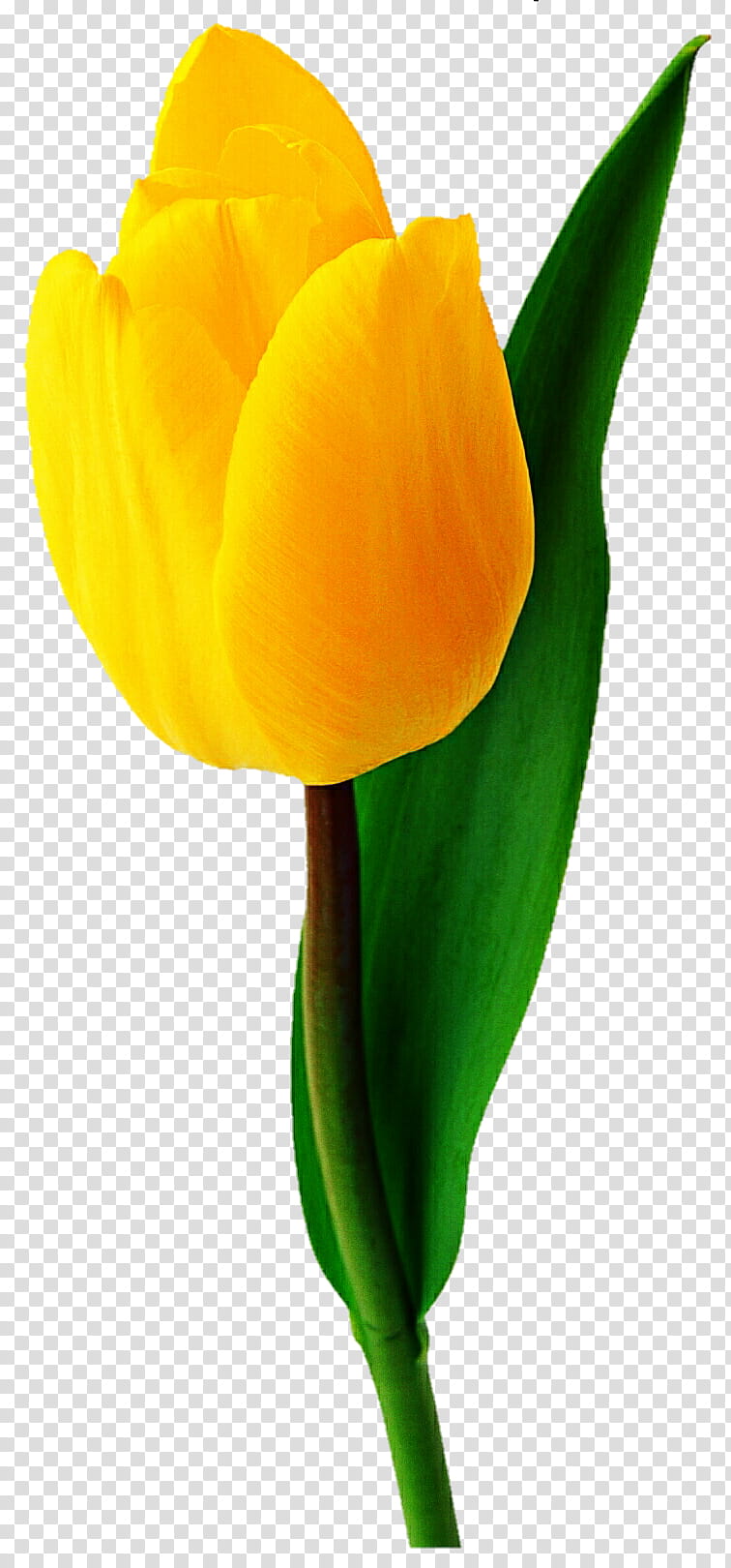 Chiffon Yellow Tulip transparent background PNG clipart