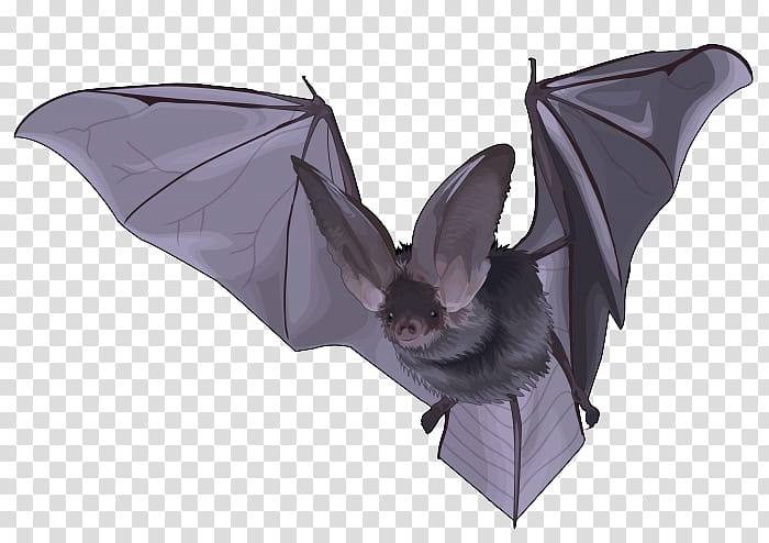 Origami, Bat, Purple, Vampire Bat, Little Brown Myotis transparent background PNG clipart