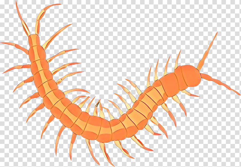 centipede millipedes ringed-worm glycera parasite, Ringedworm transparent background PNG clipart