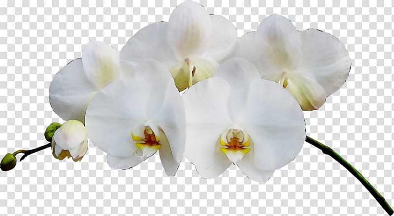 flower white moth orchid petal plant, Watercolor, Paint, Wet Ink, Cut Flowers, Orchids Of The Philippines transparent background PNG clipart