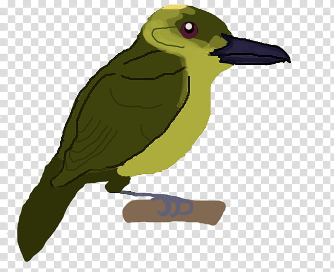 Bird, Beak, Broadbill, Piciformes, Species, Allbirds, Passerine transparent background PNG clipart