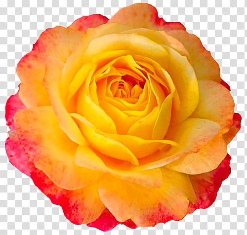 Flower , blooming yellow and orange rose flower transparent background PNG clipart