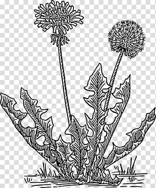 Flower Line Art, Drawing, Common Dandelion, Silhouette, Plant, Globe Thistle, Heracleum Plant, Vascular Plant transparent background PNG clipart