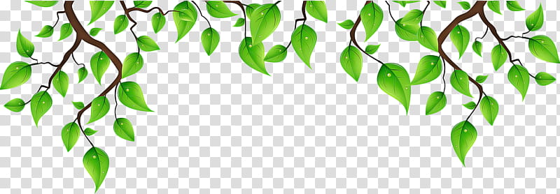 Green Leaf, Leaflet, Bichon Havanese, Picmix, Branch, Plants, Blog, Tree transparent background PNG clipart