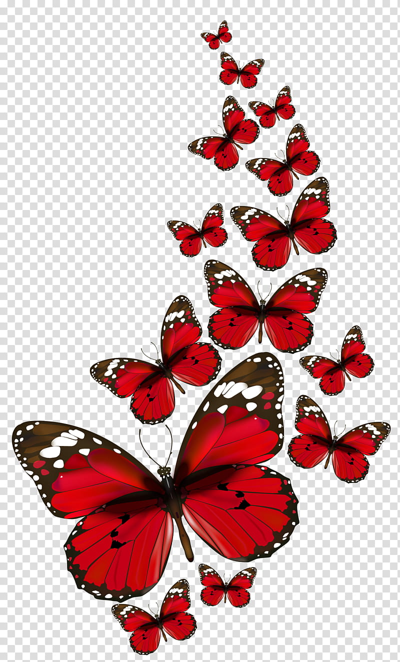 red butterfly lot transparent background PNG clipart